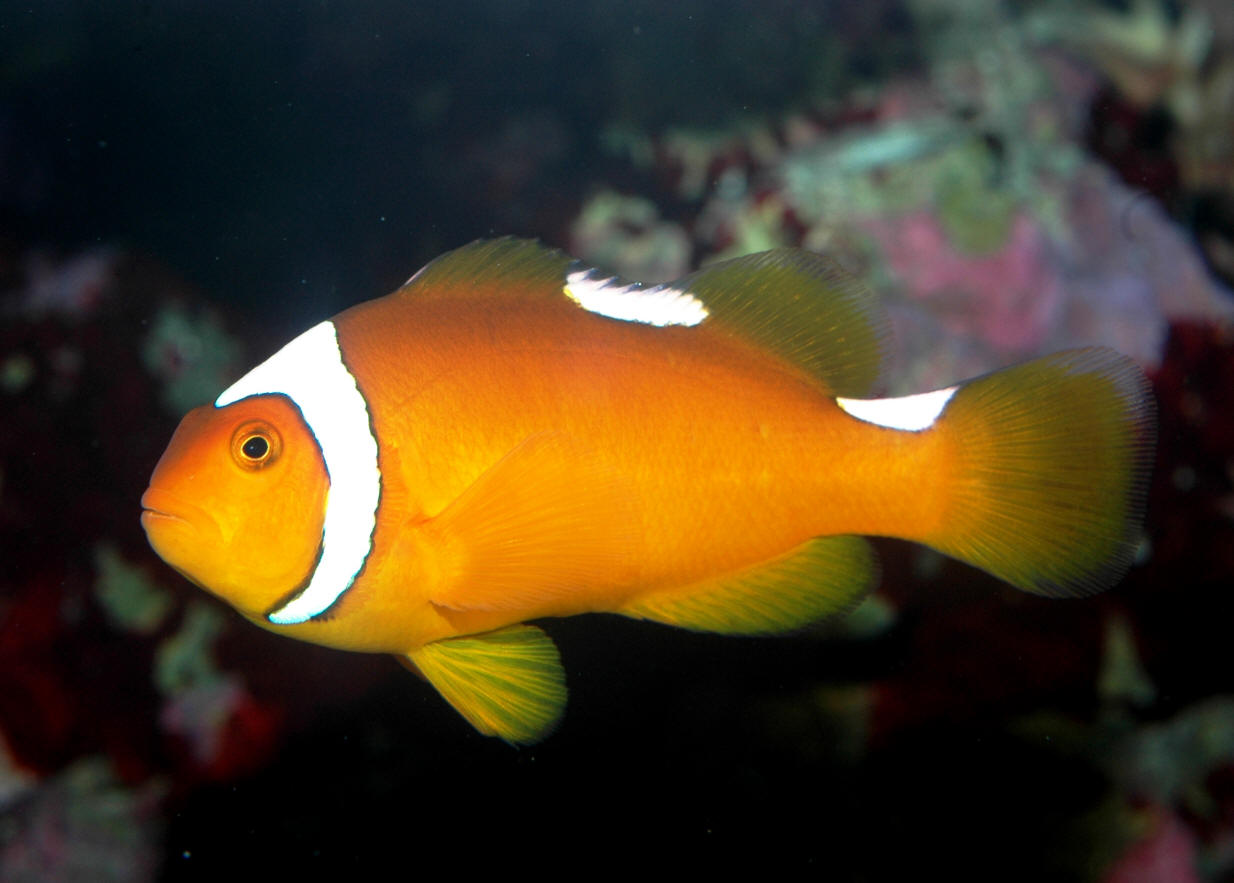 Amphiprion thiellei